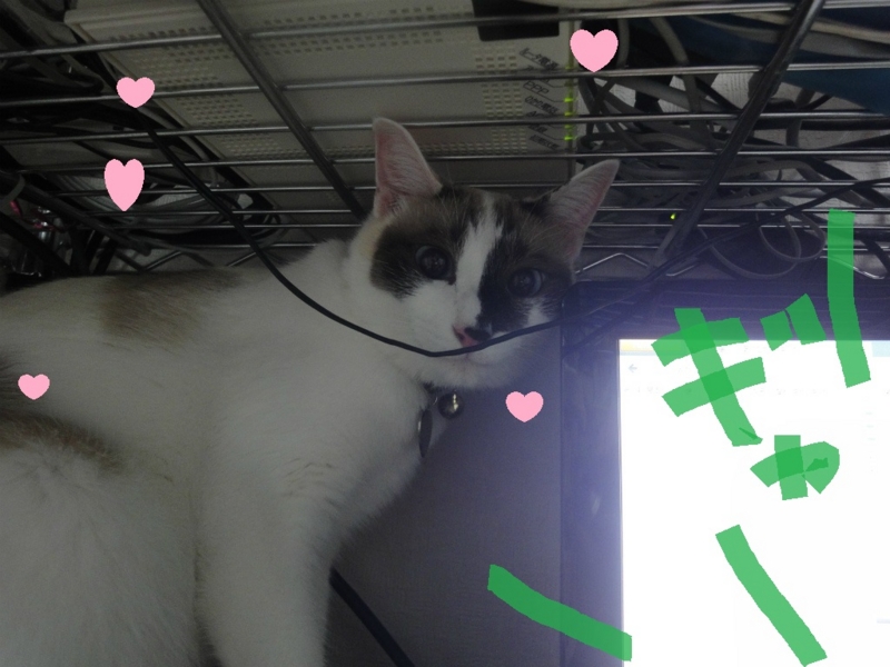 f:id:gosaku13:20130814151502j:image