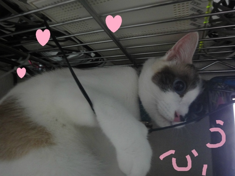 f:id:gosaku13:20130814151507j:image