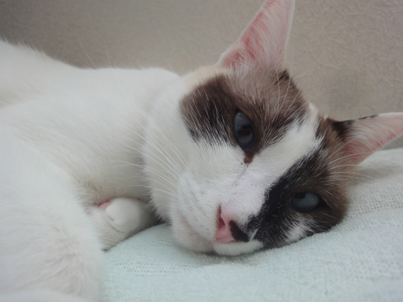 f:id:gosaku13:20130817124253j:image