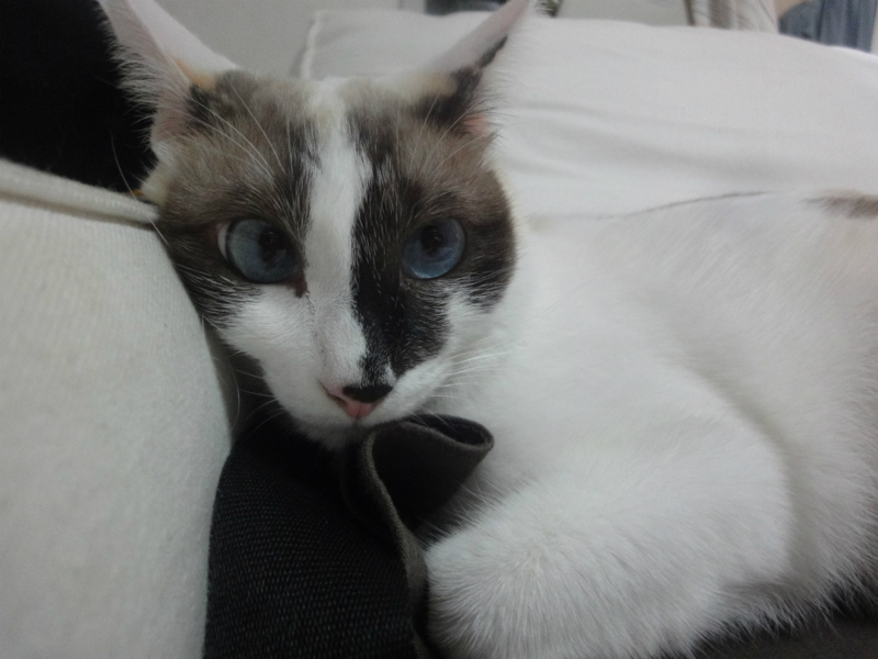 f:id:gosaku13:20130819111438j:image