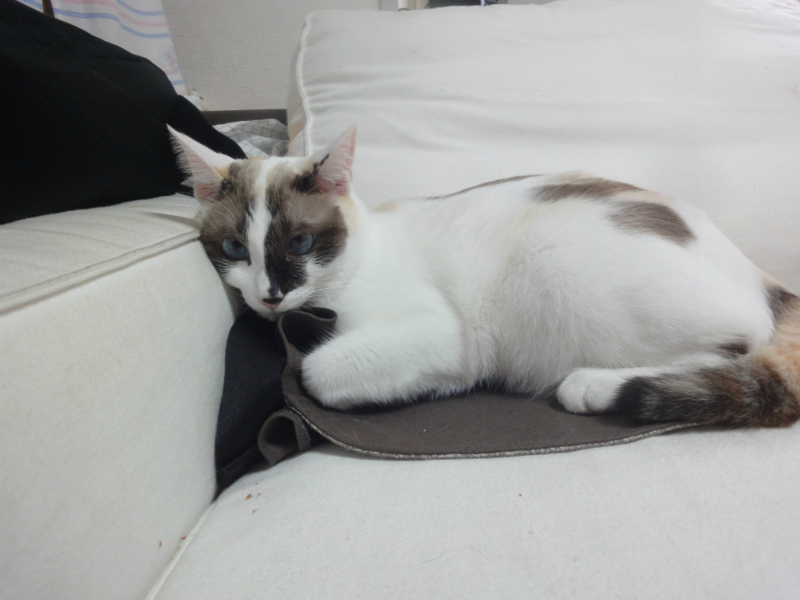 f:id:gosaku13:20130819111439j:image