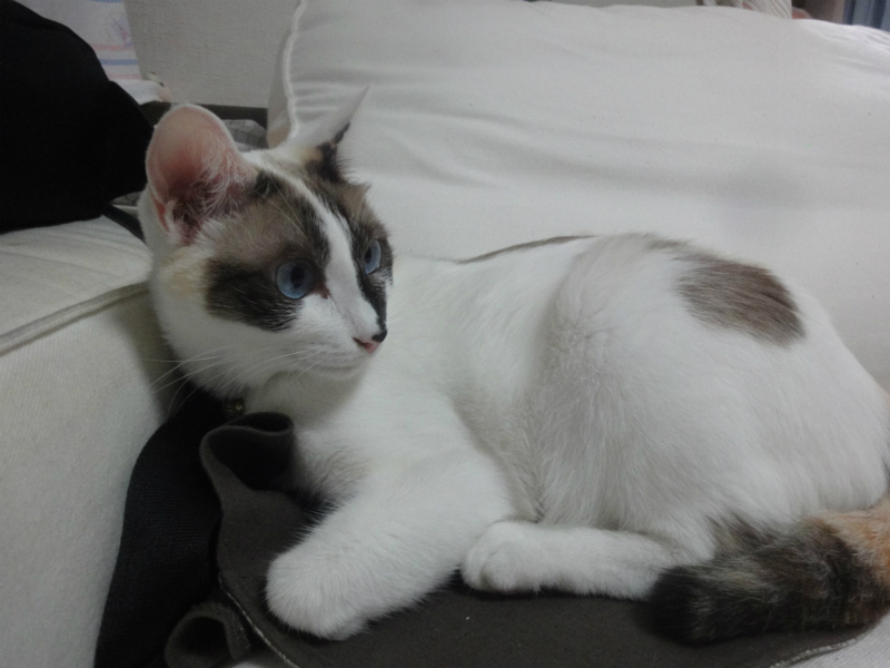 f:id:gosaku13:20130819111442j:image