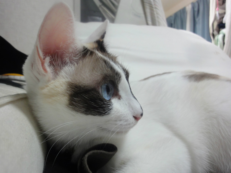 f:id:gosaku13:20130819230604j:image