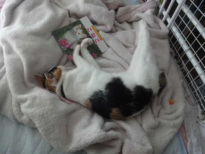 f:id:gosaku13:20130823125442j:image