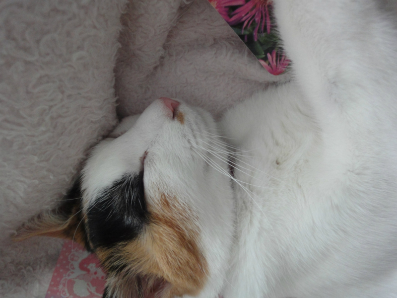 f:id:gosaku13:20130823125647j:image