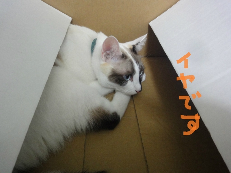 f:id:gosaku13:20130827202208j:image