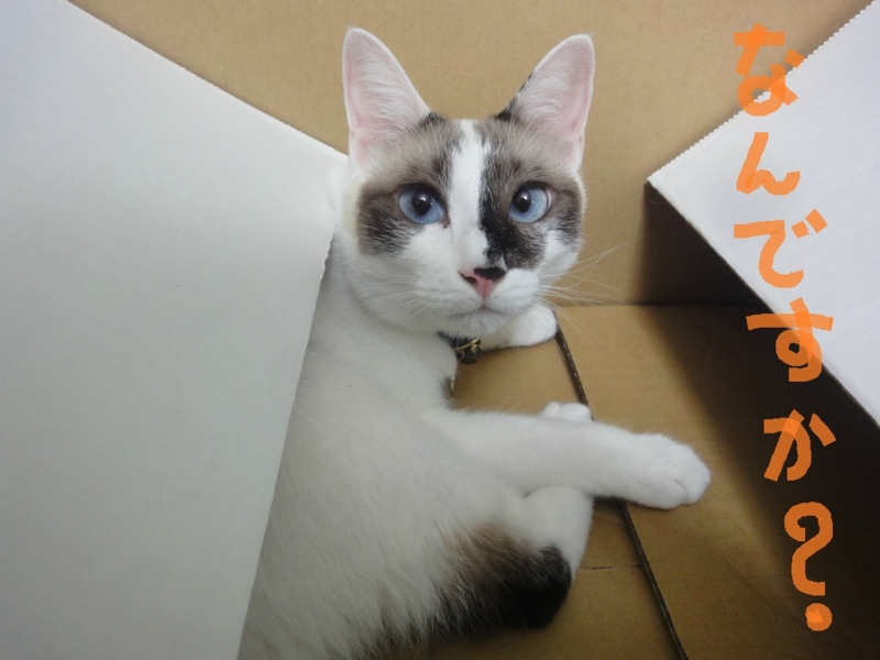 f:id:gosaku13:20130827202212j:image