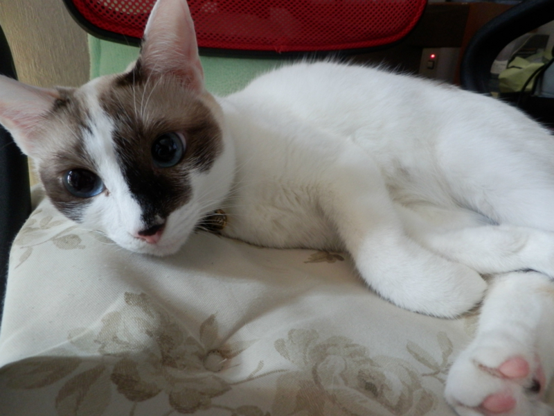 f:id:gosaku13:20130829144434j:image