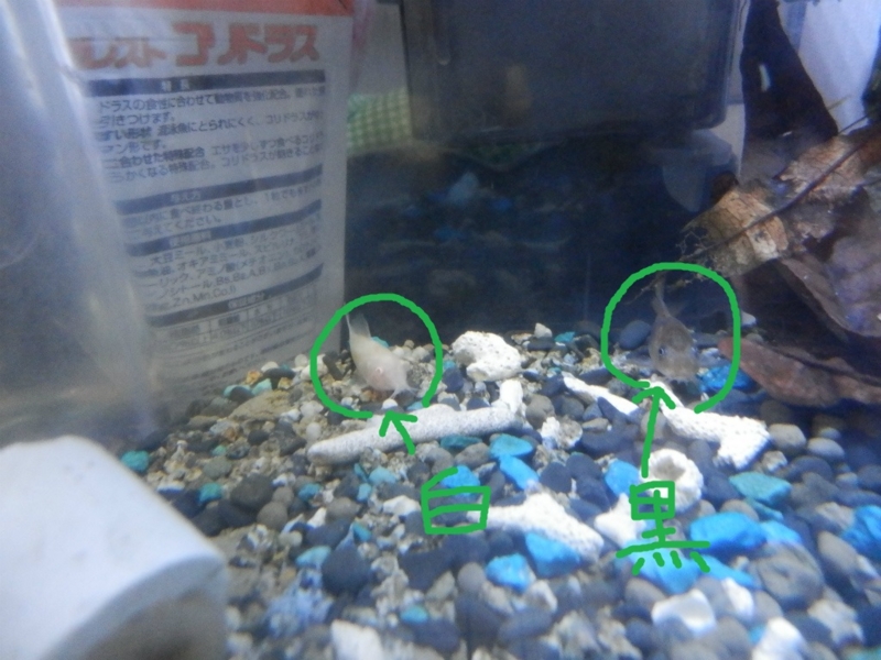 f:id:gosaku13:20130829144632j:image