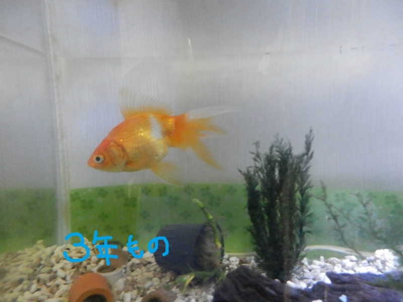 f:id:gosaku13:20130829144634j:image