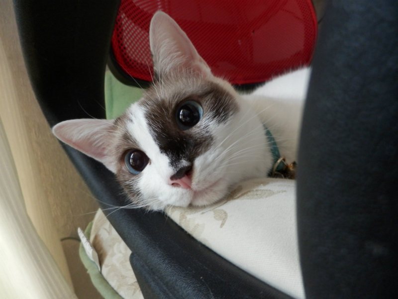 f:id:gosaku13:20130829144943j:image