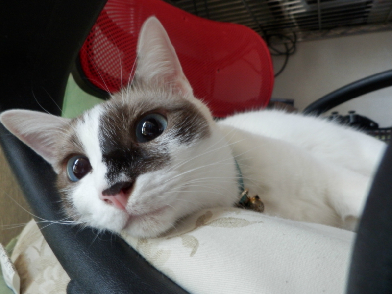 f:id:gosaku13:20130829150609j:image