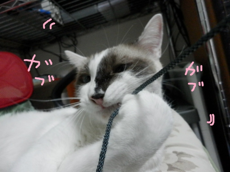 f:id:gosaku13:20130910091806j:image