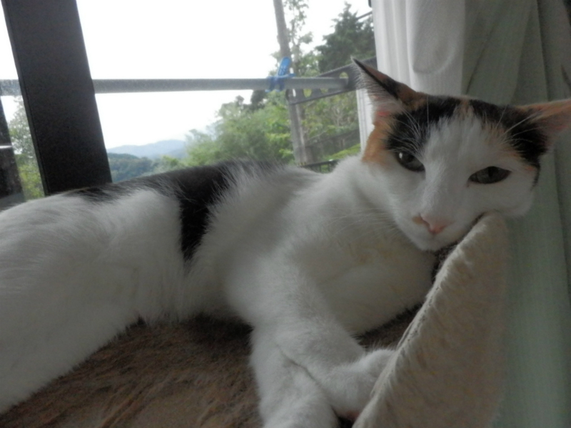 f:id:gosaku13:20130911171902j:image