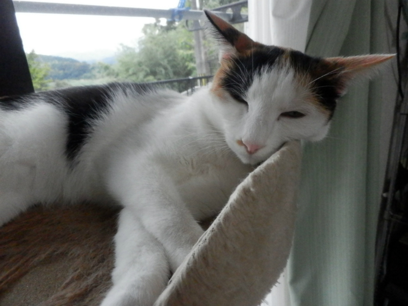 f:id:gosaku13:20130911171904j:image