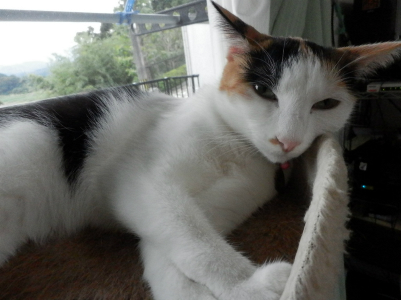 f:id:gosaku13:20130911171905j:image