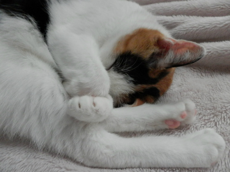 f:id:gosaku13:20130912195852j:image