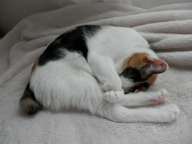 f:id:gosaku13:20130912195854j:image