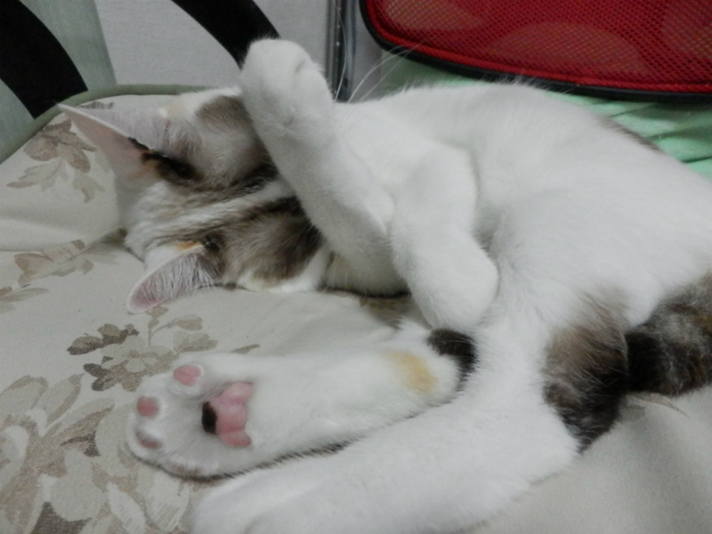 f:id:gosaku13:20130912195856j:image