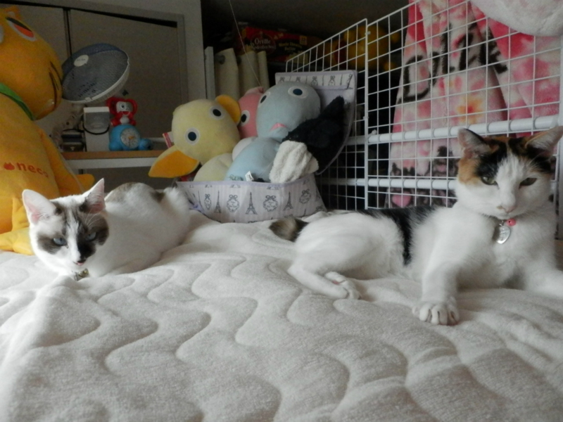 f:id:gosaku13:20130914074847j:image