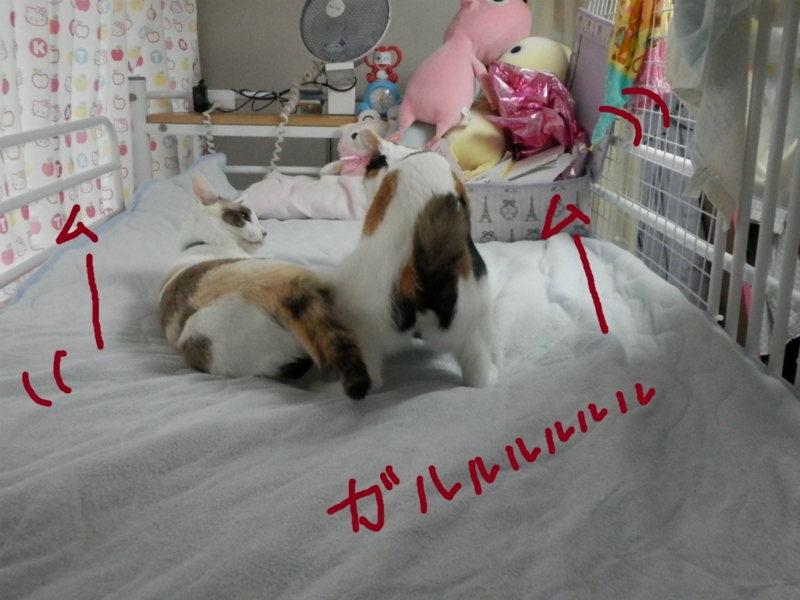 f:id:gosaku13:20130923200025j:image