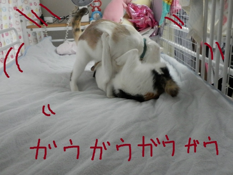 f:id:gosaku13:20130923200027j:image