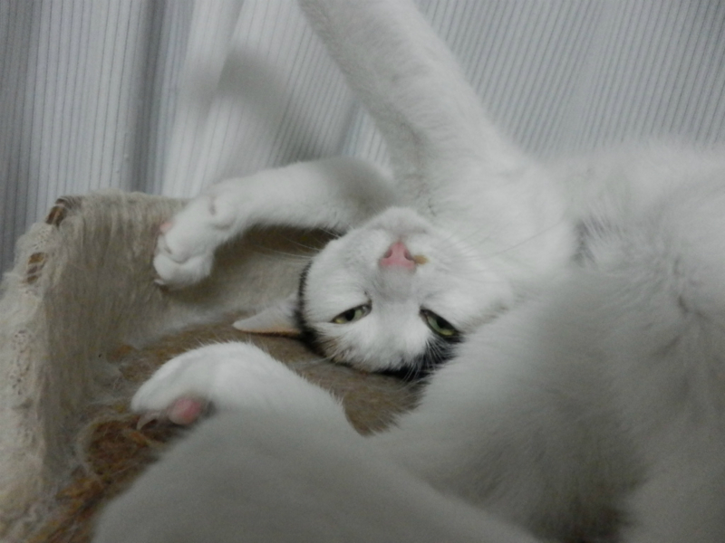 f:id:gosaku13:20130925143005j:image