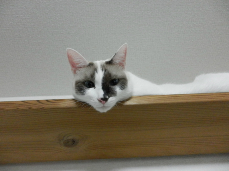 f:id:gosaku13:20130925143013j:image