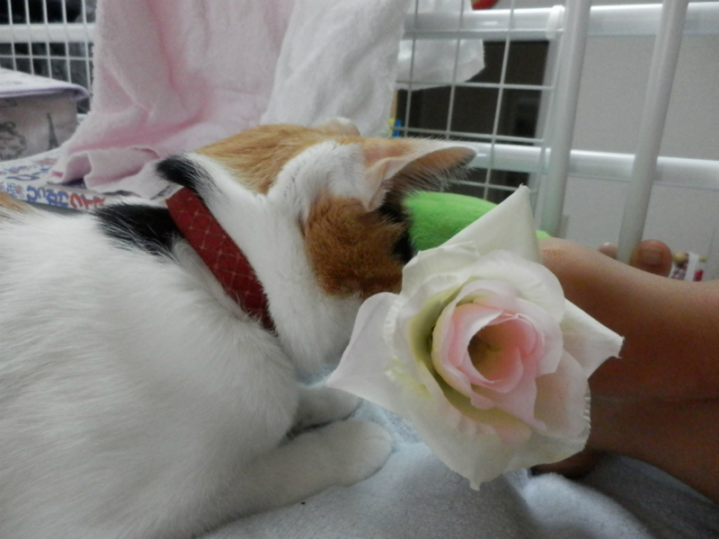 f:id:gosaku13:20130930150031j:image