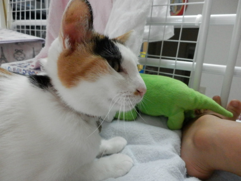 f:id:gosaku13:20130930150035j:image