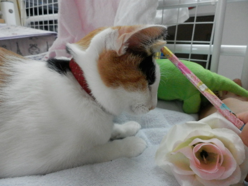 f:id:gosaku13:20130930150036j:image