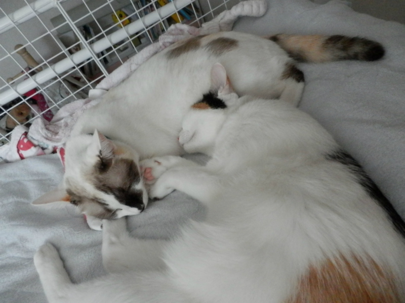 f:id:gosaku13:20131001132004j:image