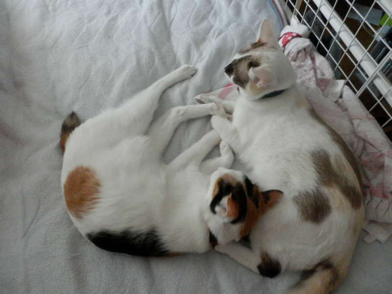 f:id:gosaku13:20131001132010j:image