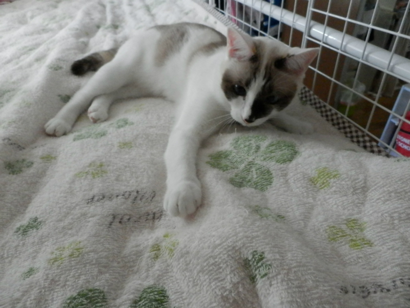 f:id:gosaku13:20131007132743j:image