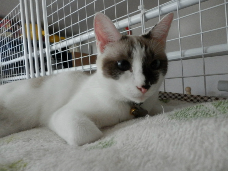 f:id:gosaku13:20131007132747j:image