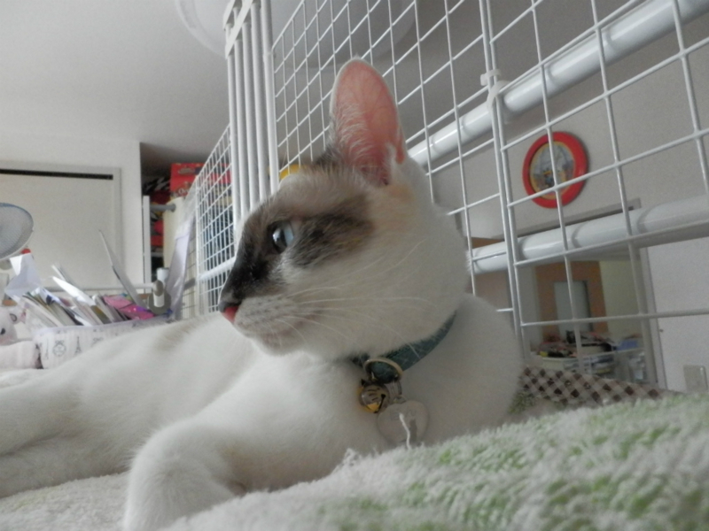 f:id:gosaku13:20131007132749j:image