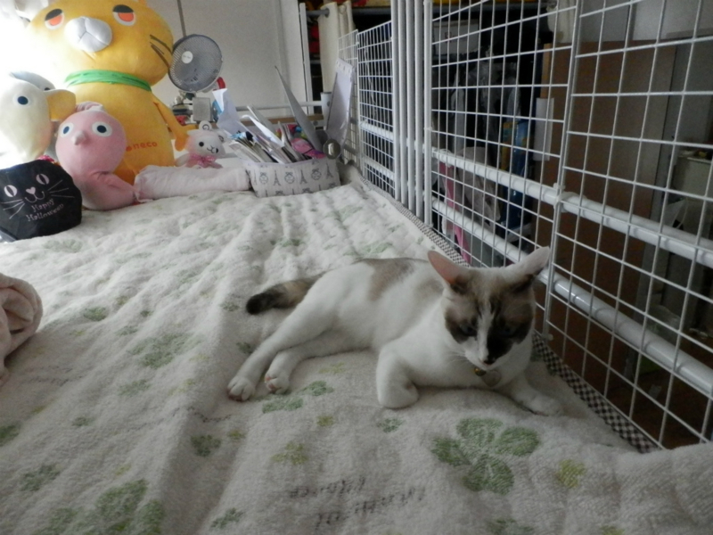 f:id:gosaku13:20131007132751j:image