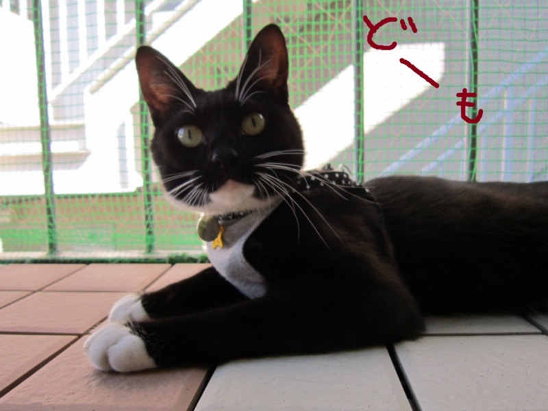 f:id:gosaku13:20131020202840j:image