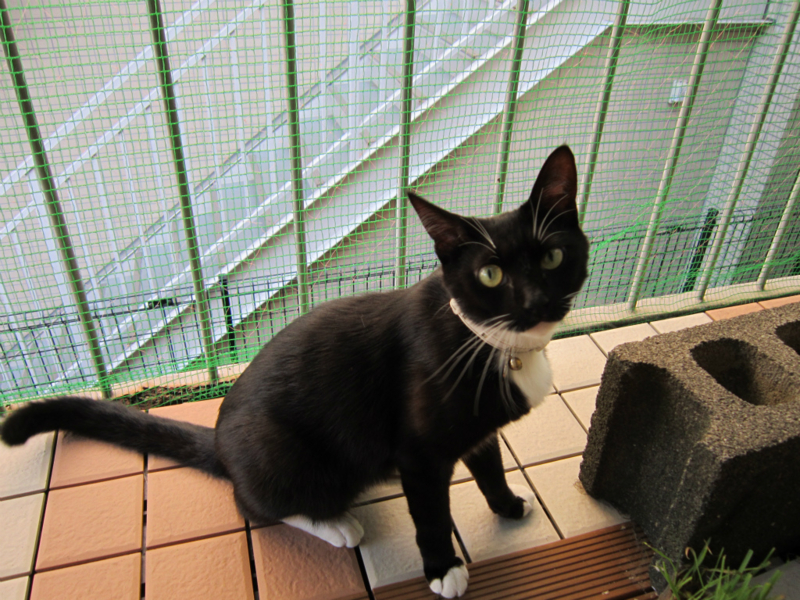 f:id:gosaku13:20131021203500j:image