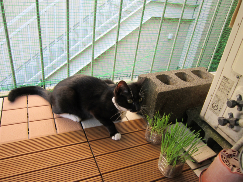 f:id:gosaku13:20131021203502j:image