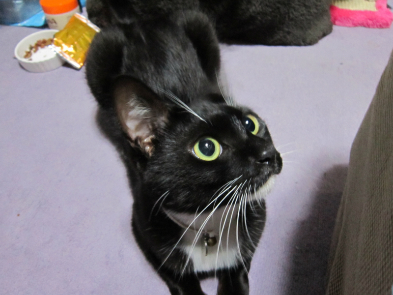 f:id:gosaku13:20131021203504j:image