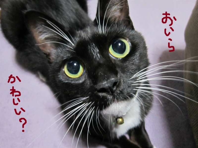 f:id:gosaku13:20131021203505j:image