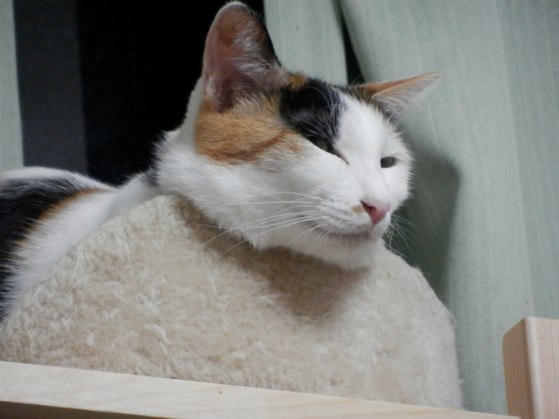 f:id:gosaku13:20131024123801j:image