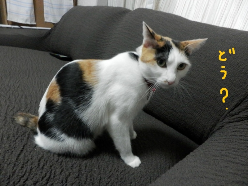 f:id:gosaku13:20131030170828j:image