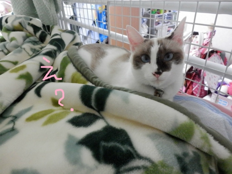 f:id:gosaku13:20131030170835j:image