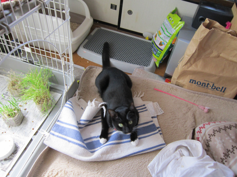 f:id:gosaku13:20140411122147j:image