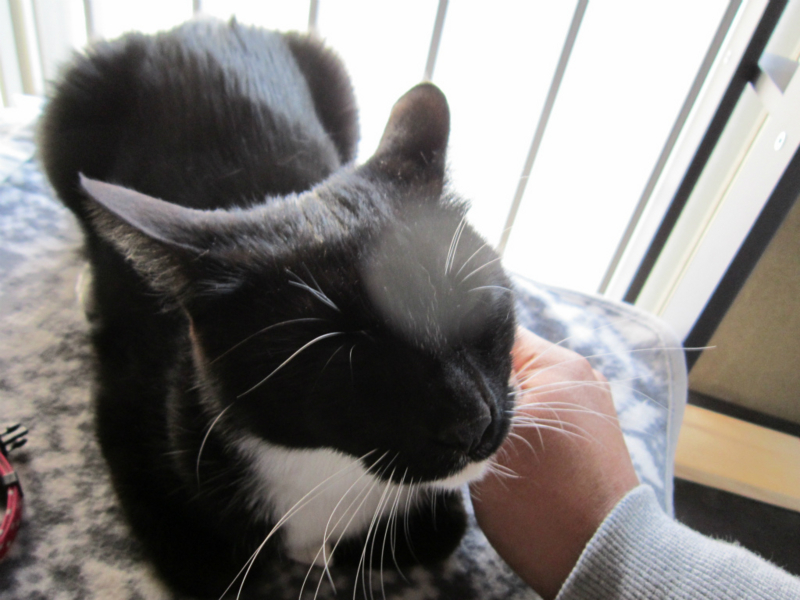 f:id:gosaku13:20140411122152j:image