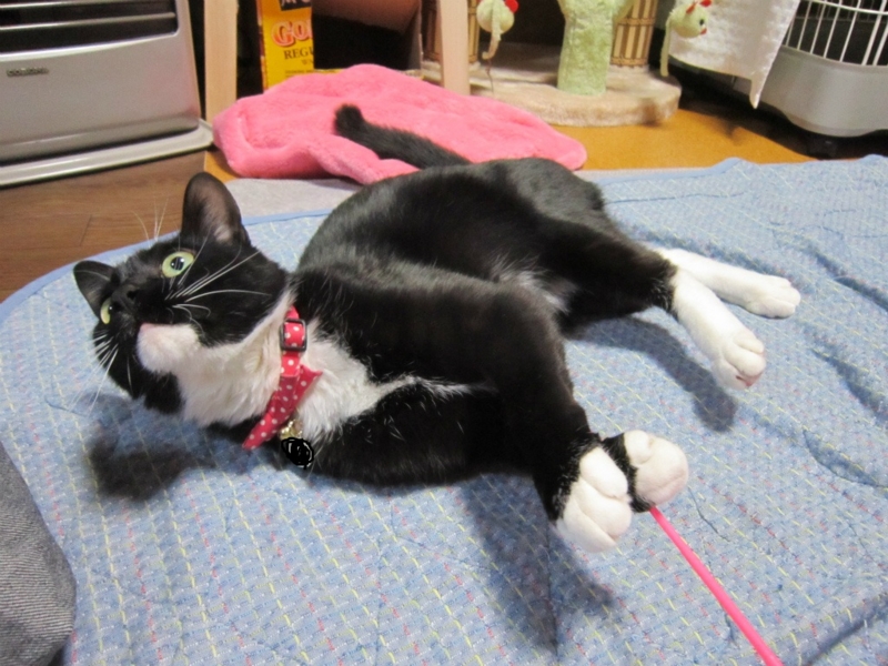 f:id:gosaku13:20140411123241j:image