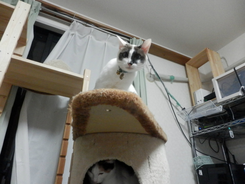 f:id:gosaku13:20140420210359j:image