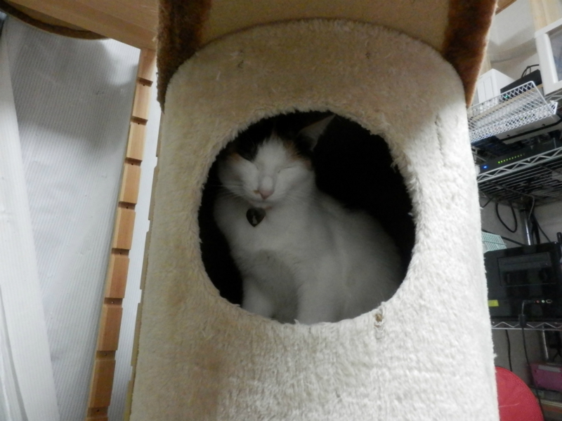 f:id:gosaku13:20140420210418j:image